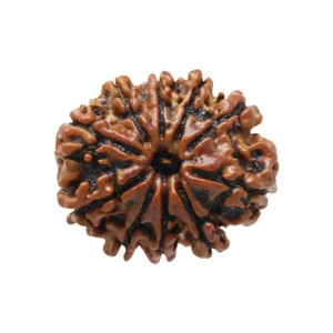 10 mukhi nepali rudraksha for Healing Meditation and Abundance