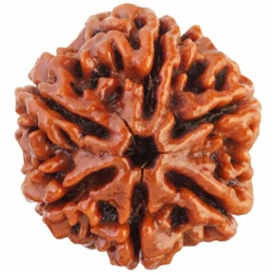 6 mukhi Rudraksha Front view for Healing Meditation and Abundance