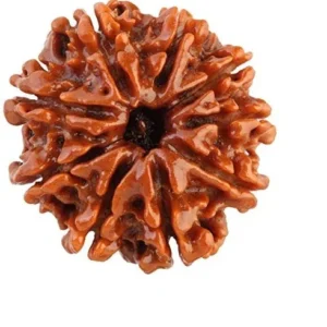 9 mukhi nepali rudraksha front view for Healing Meditation and Abundance