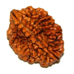 2 mukhi nepali rudraksha front view