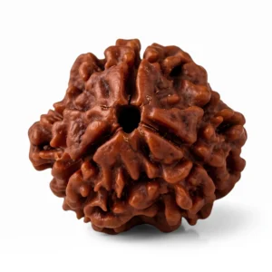 Close-up macro view of a natural 3 Mukhi Rudraksha bead highlighting the deep grooves and organic surface texture.