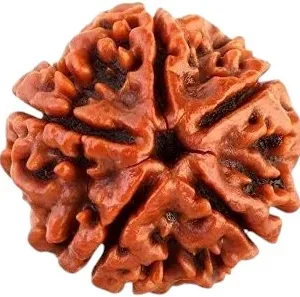 close up patter of 5 mukhi nepali rudraksha bead big size